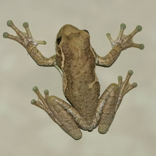 Cerro Lodge - Milk frog